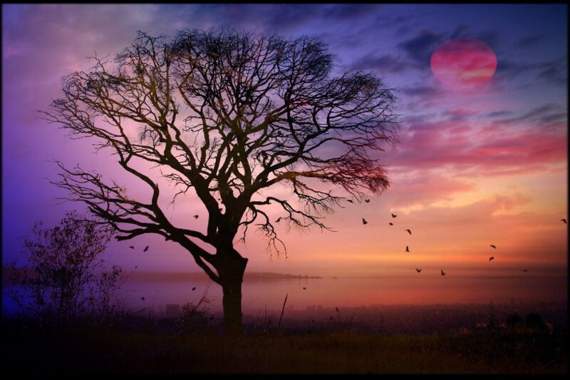 Silhouetted Tree at Dusk — Purple, Dramatic, Sunset, Photograph