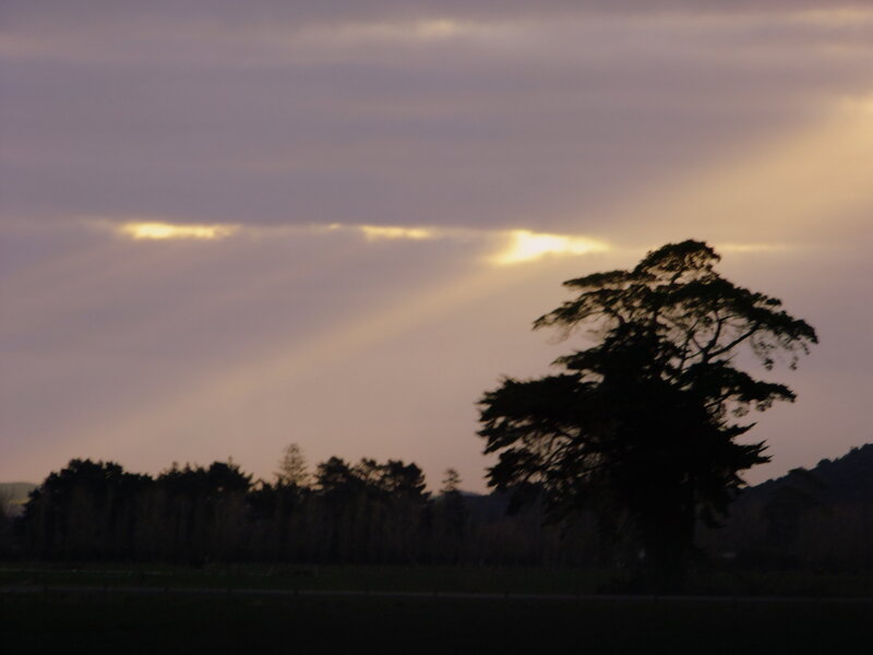 Silhouetted Tree at Dusk — Purple, Dramatic, Sunset