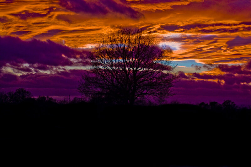 Silhouetted Tree at Dusk — Purple, Dramatic