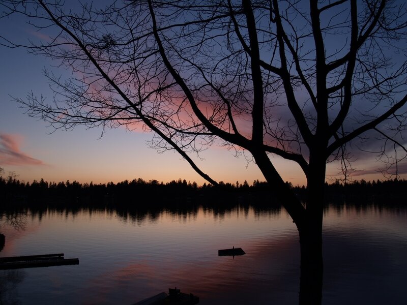 Silhouetted Tree at Dusk — Purple, Serene