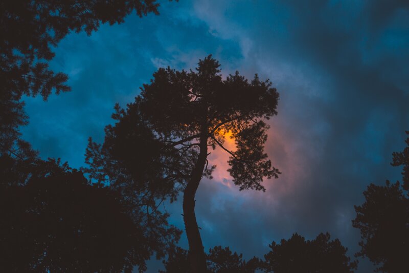 Silhouetted tree at dusk