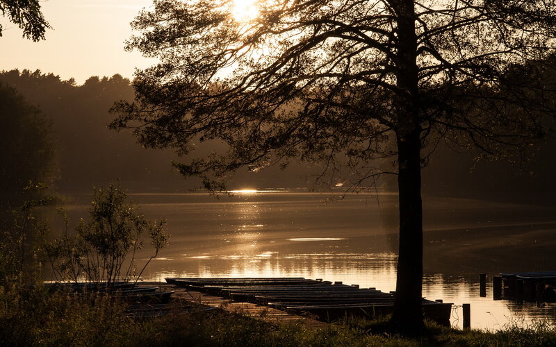 Silhouetted Tree at Lake — Brown