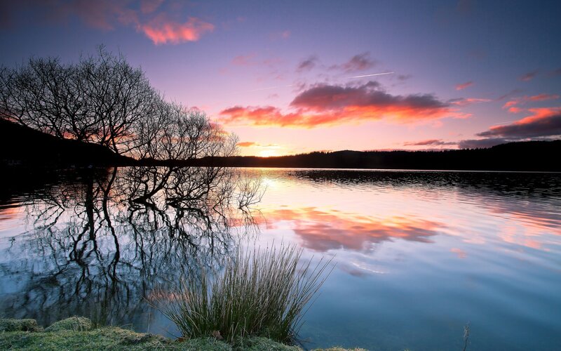 Silhouetted Tree at Lake — Purple, Serene