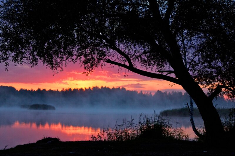 Silhouetted Tree at Lake — Purple