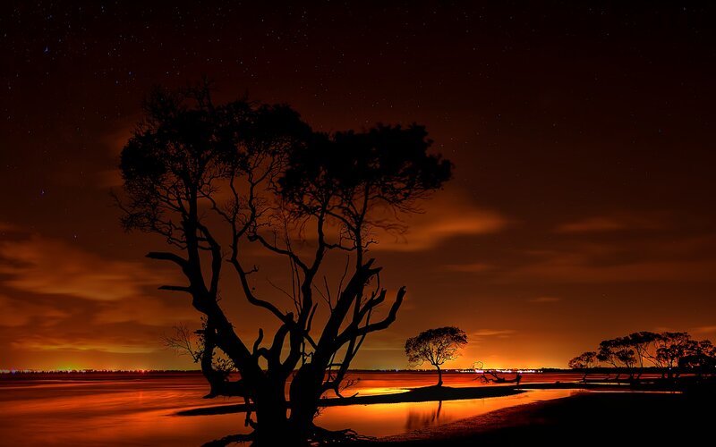 Silhouetted Tree at Night — Black, Dramatic