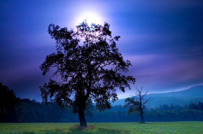 Silhouetted Tree at Night — Blue