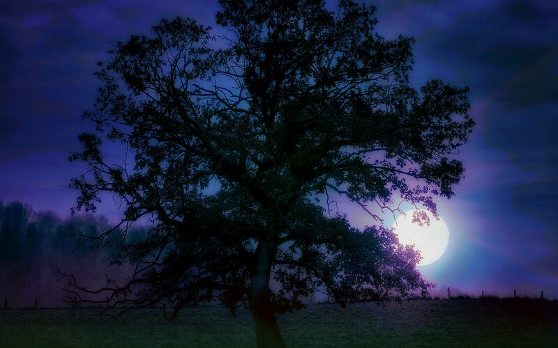 Silhouetted Tree at Night — Purple