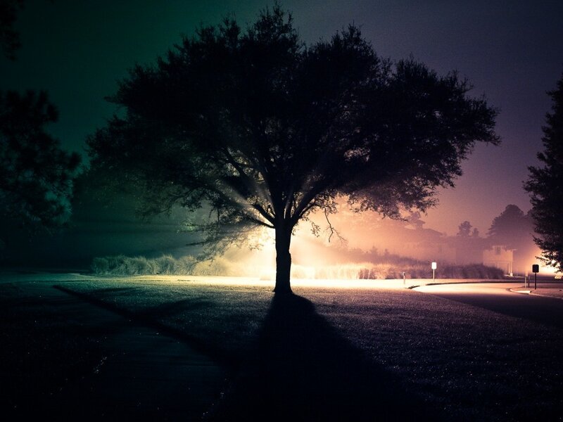 Silhouetted Tree at Night