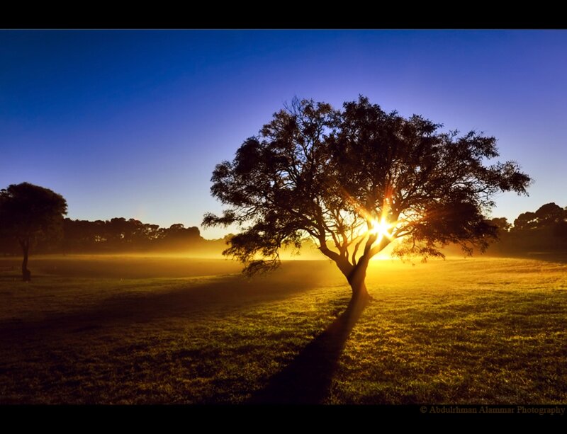 Silhouetted Tree at Sunrise — Blue, Serene