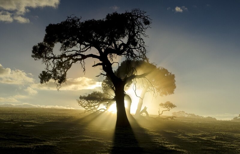 Silhouetted Tree at Sunrise — Blue