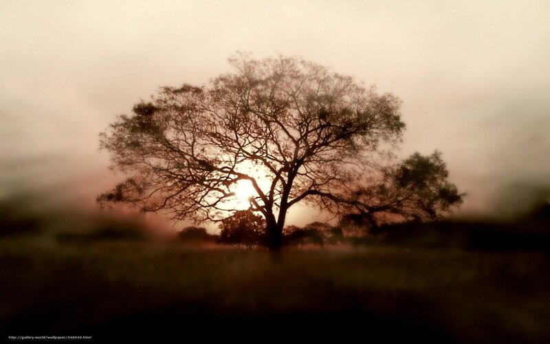 Silhouetted Tree at Sunrise — Brown