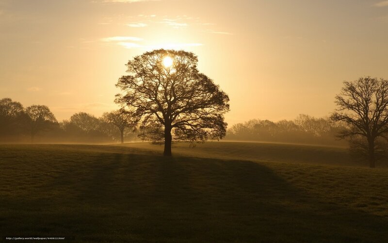 Silhouetted Tree at Sunrise — Gold, Serene