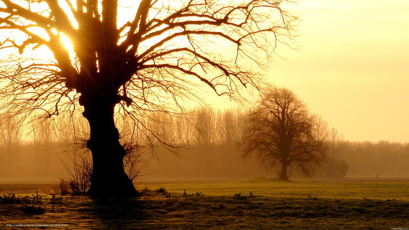 Silhouetted Tree at Sunrise — Gold