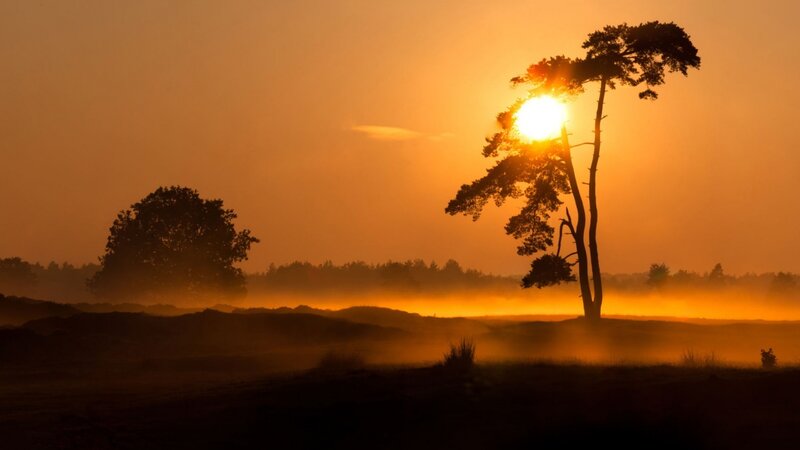Silhouetted Tree at Sunrise — Orange, Serene, Photograph, Sun, Fog