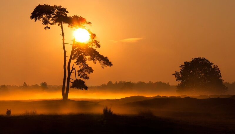 Silhouetted Tree at Sunrise — Orange, Serene, Photograph, Sun