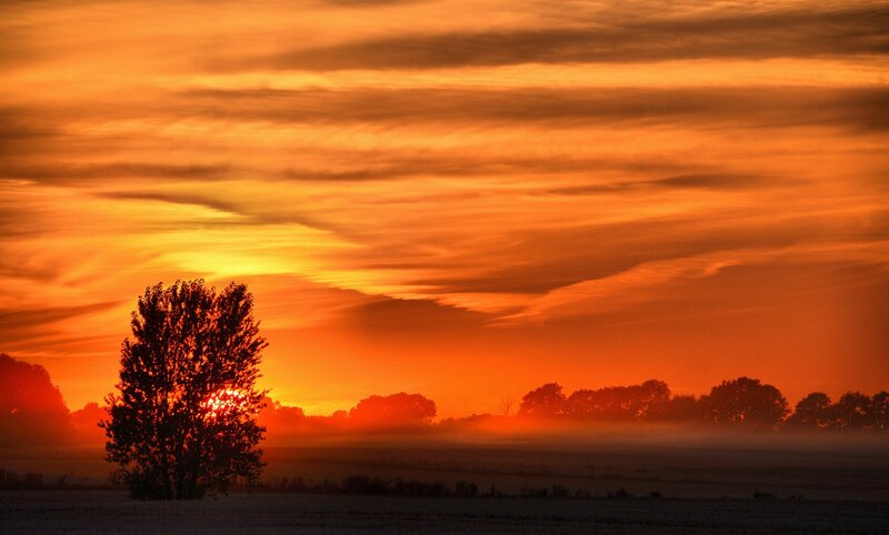 Silhouetted Tree at Sunrise — Orange, Serene, Photograph, Trees