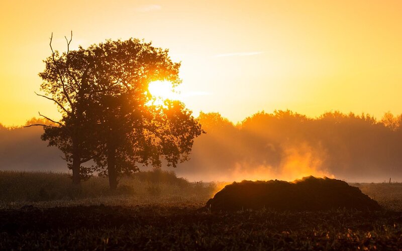 Silhouetted Tree at Sunrise — Orange, Serene