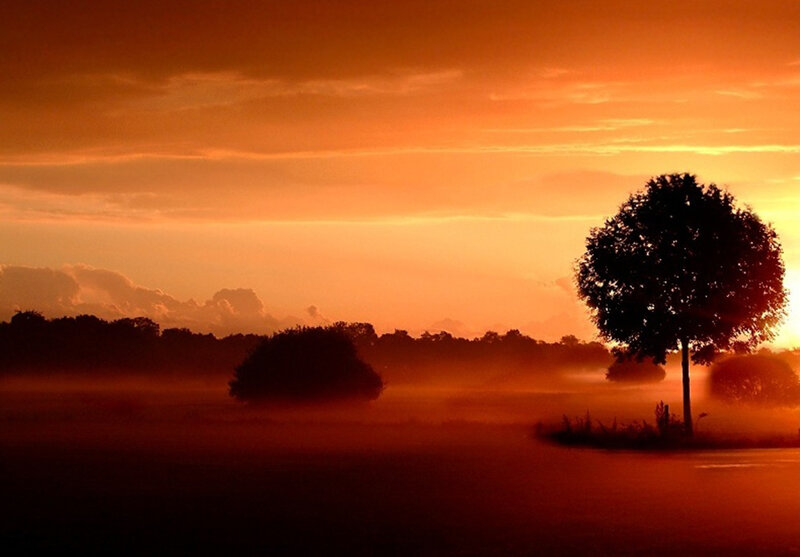Silhouetted Tree at Sunrise — Orange
