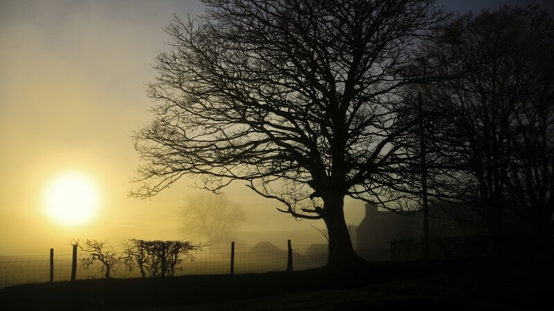 Silhouetted Tree at Sunrise — Yellow, Serene, Photograph
