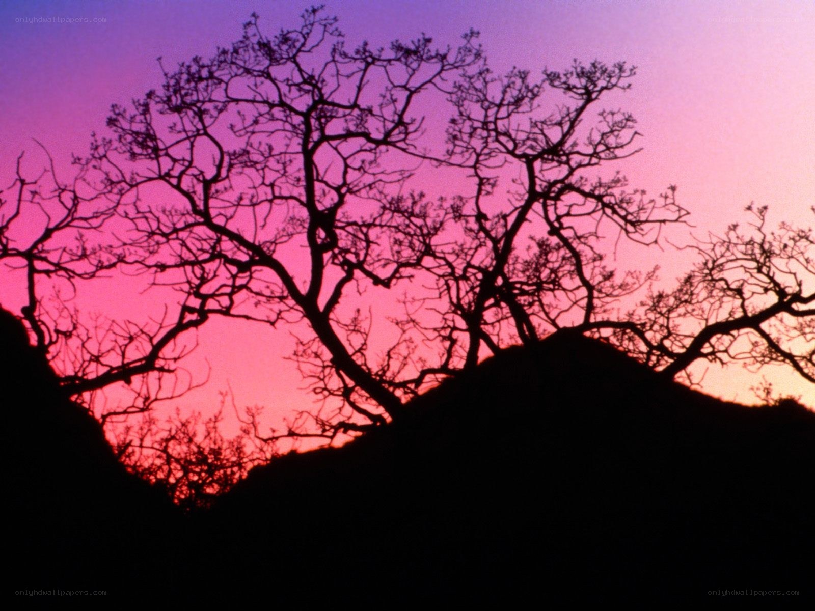Silhouetted tree at sunset