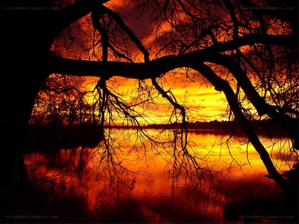 Silhouetted tree at sunset