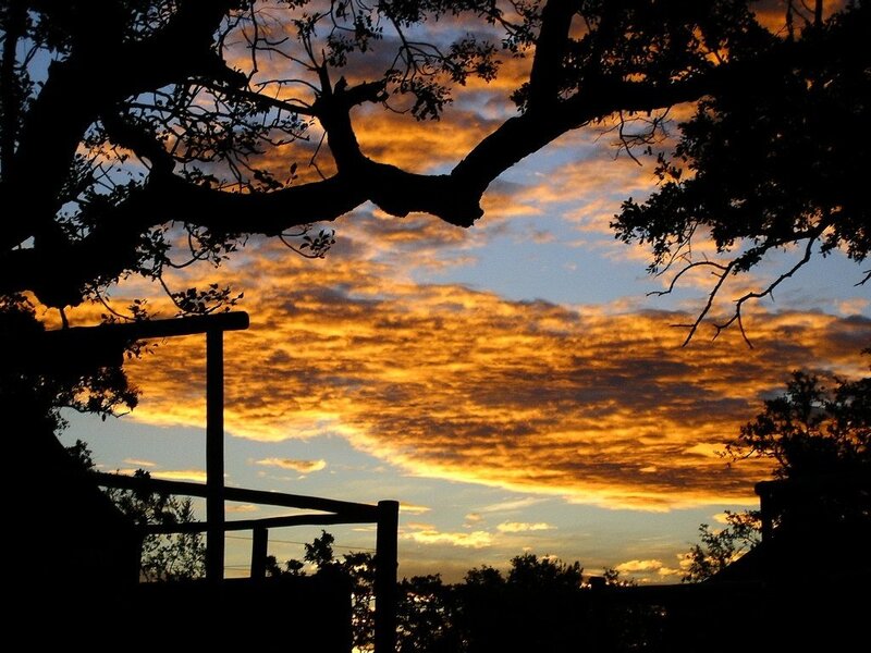 Silhouetted tree at sunset