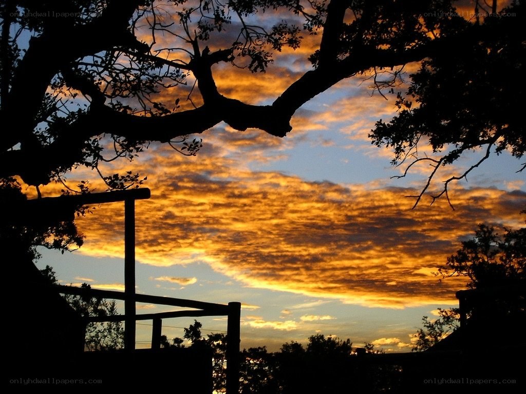Silhouetted tree at sunset