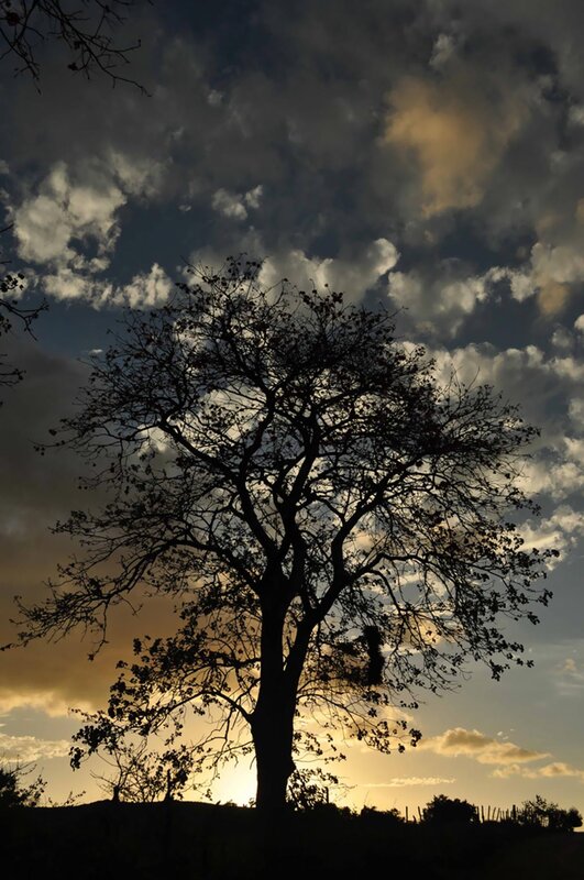 Silhouetted Tree at Sunset — Black, Dramatic, Photograph, Clouds