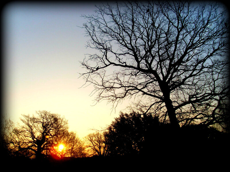Silhouetted Tree at Sunset — Black, Dramatic, Photograph