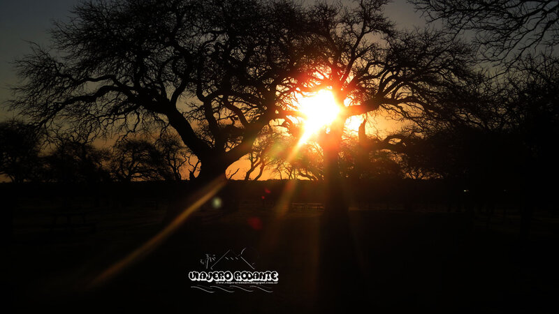 Silhouetted Tree at Sunset — Black, Dramatic