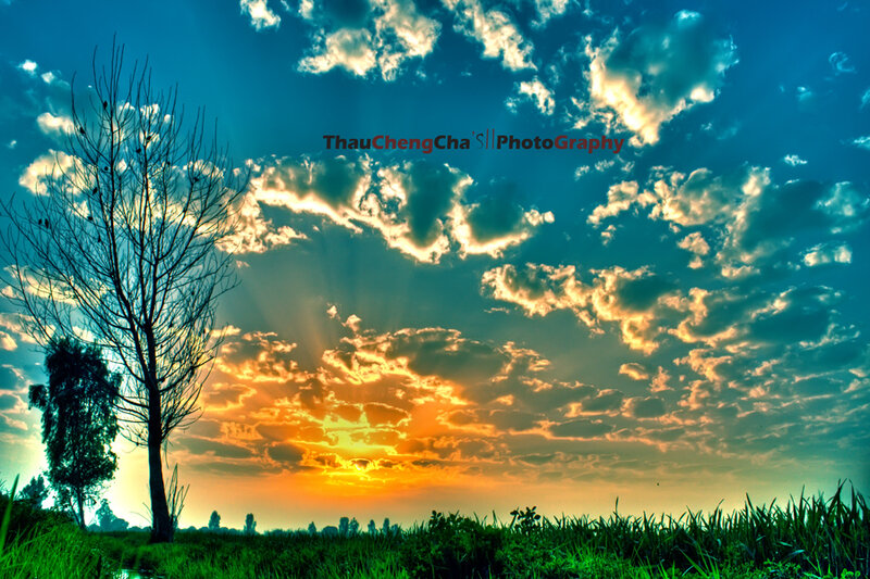 Silhouetted Tree at Sunset — Blue, Dramatic, Photograph, Clouds