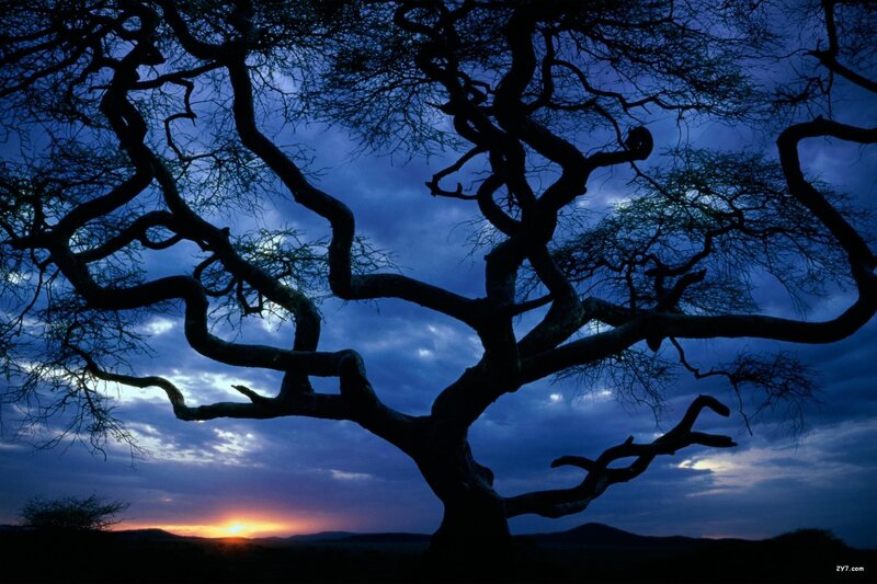 Silhouetted Tree at Sunset — Blue, Dramatic, Photograph, Sky, Clouds, Mountains, Orange, Black