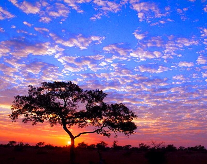 Silhouetted Tree at Sunset — Blue, Dramatic, Photograph, Sky, Clouds, Sun