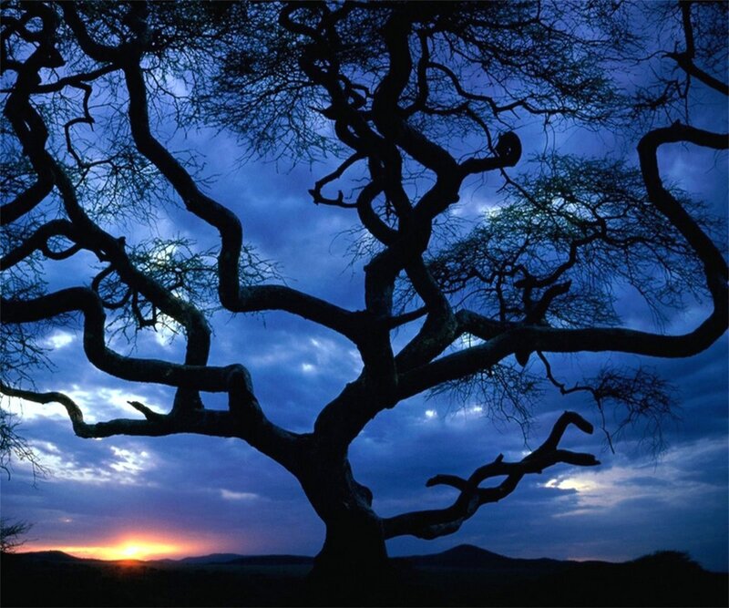 Silhouetted Tree at Sunset — Blue, Dramatic, Photograph, Sky, Clouds