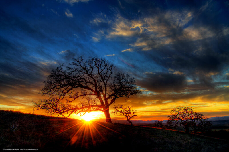 Silhouetted Tree at Sunset — Blue, Dramatic, Photograph, Sky, Hill