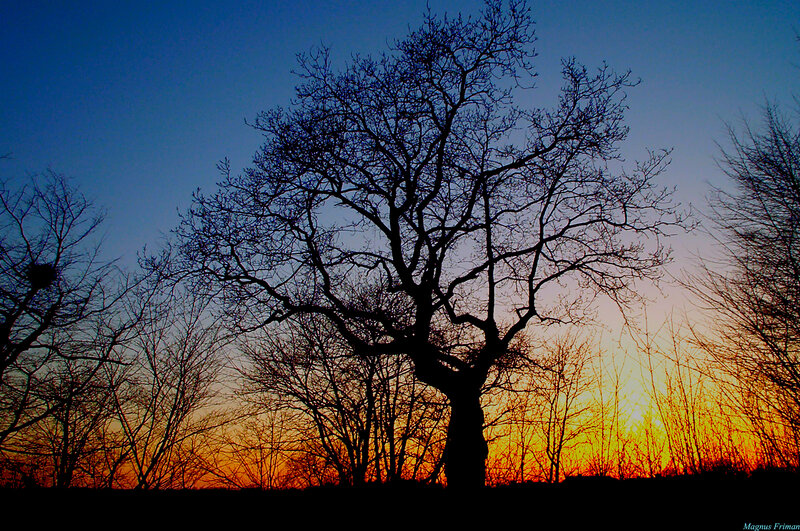 Silhouetted Tree at Sunset — Blue, Dramatic, Photograph, Sky, Nest
