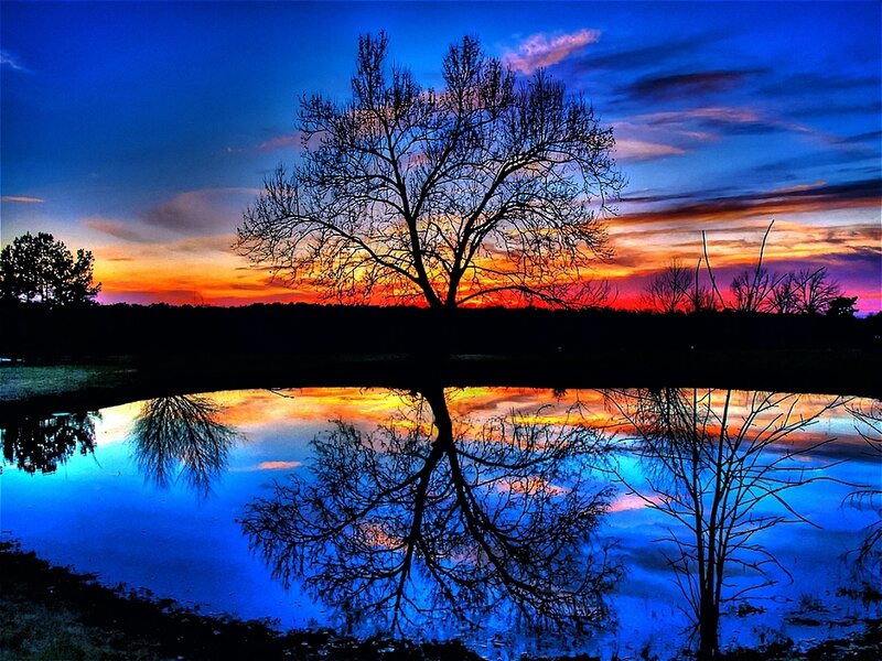 Silhouetted Tree at Sunset — Blue, Dramatic, Photograph, Sky, Reflection