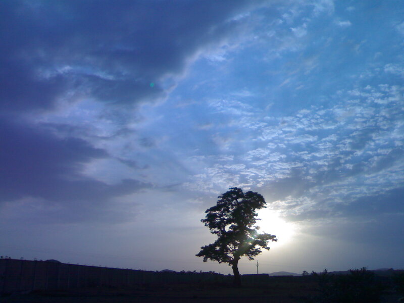 Silhouetted Tree at Sunset — Blue, Dramatic, Photograph, Sun, Clouds