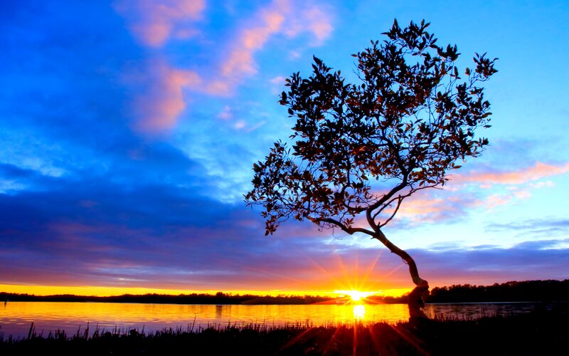Silhouetted Tree at Sunset — Blue, Dramatic, Photograph, Sun
