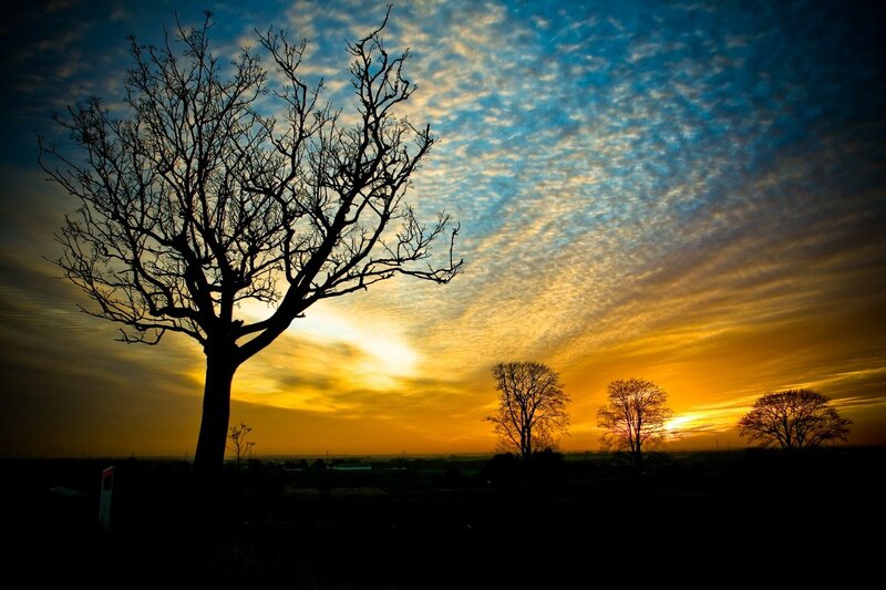 Silhouetted Tree at Sunset — Blue, Dramatic, Photograph, Trees