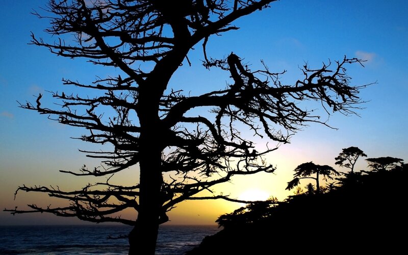 Silhouetted Tree at Sunset — Blue, Serene, Photograph, Ocean, Sky