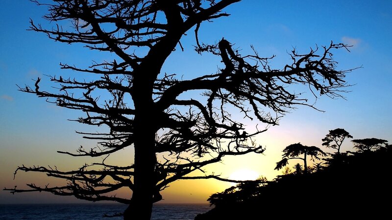 Silhouetted Tree at Sunset — Blue, Serene, Photograph, Ocean, Sky, Trees