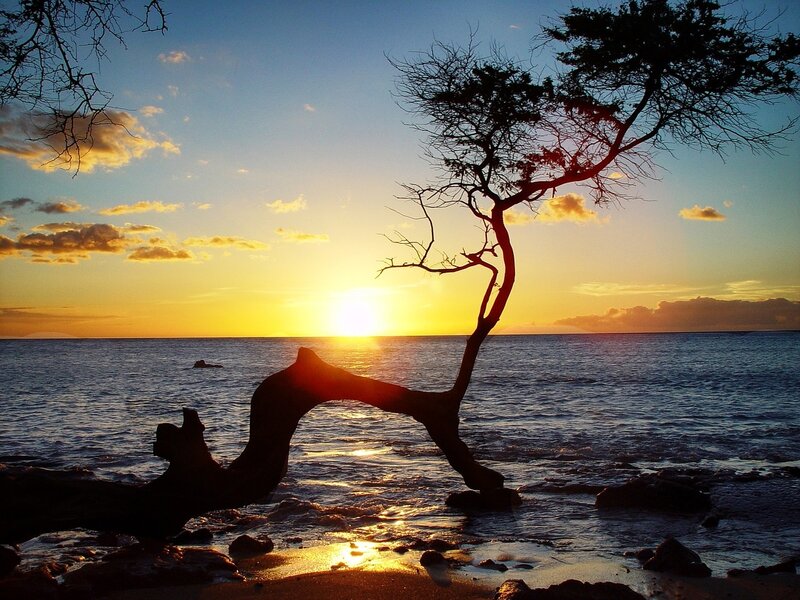 Silhouetted Tree at Sunset — Blue, Serene, Photograph, Ocean