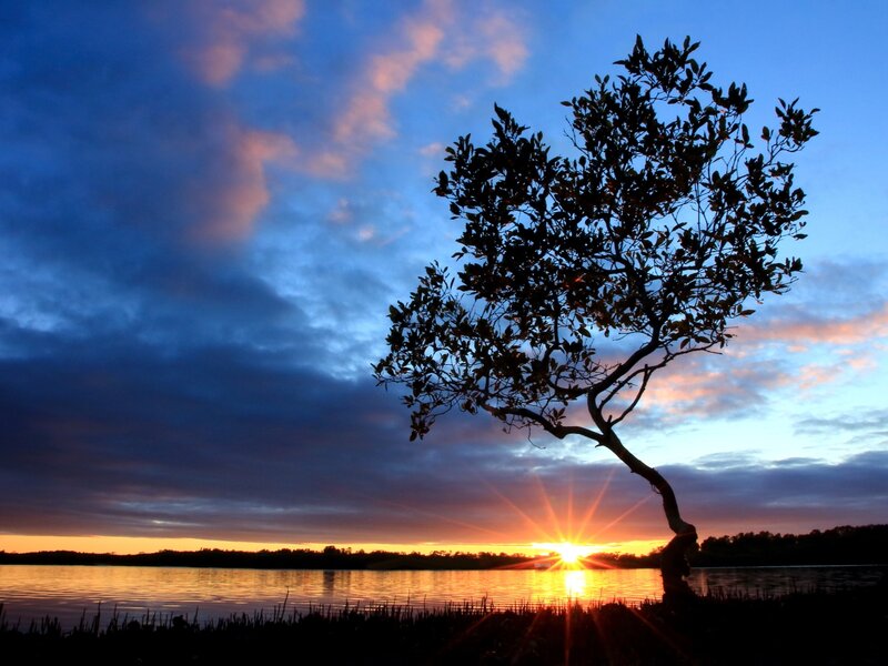 Silhouetted Tree at Sunset — Blue, Serene, Photograph, Sun, Sky