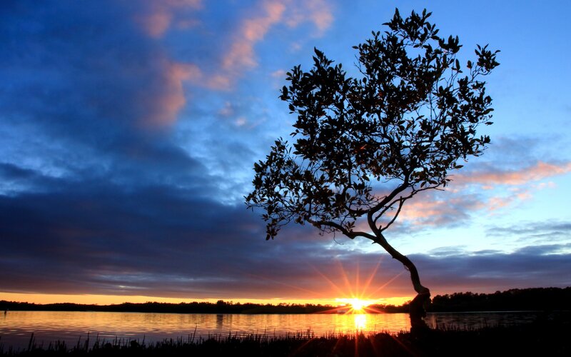 Silhouetted Tree at Sunset — Blue, Serene, Photograph, Sun
