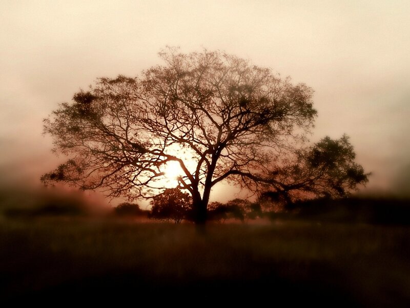 Silhouetted Tree at Sunset — Brown