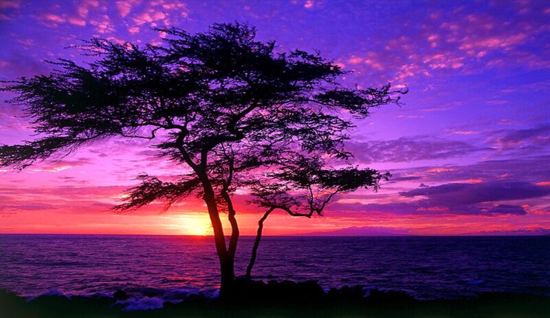 Silhouetted Tree at Sunset — Dramatic