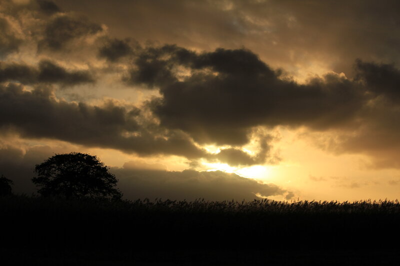 Silhouetted Tree at Sunset — Gold, Dramatic