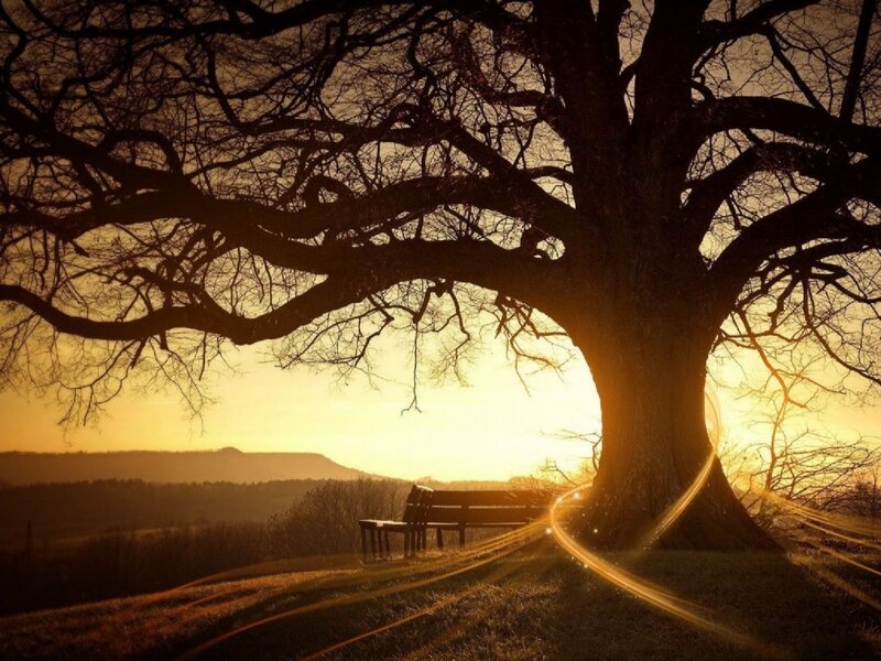 Silhouetted Tree at Sunset — Gold, Serene, Photograph, Bench, Mountain