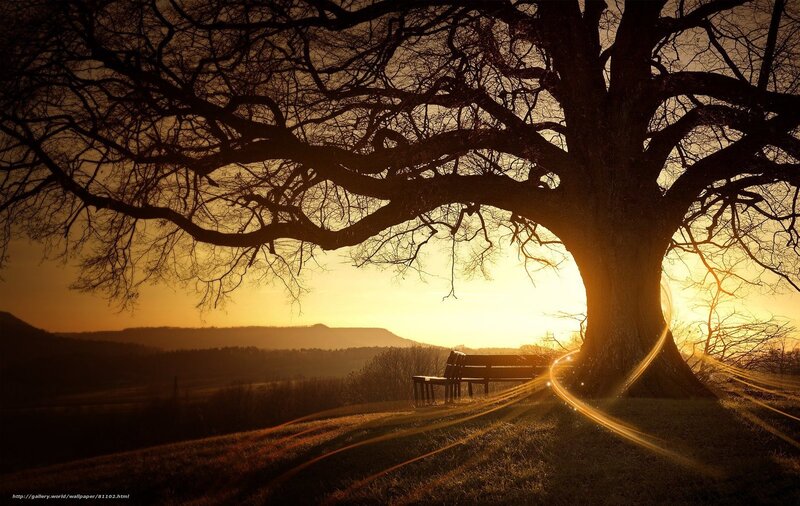 Silhouetted Tree at Sunset — Gold, Serene, Photograph, Bench